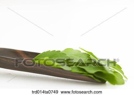herb, plant, leaf View Large Photo Image Stock Photo - herb, plant, leaf. Fotosearch