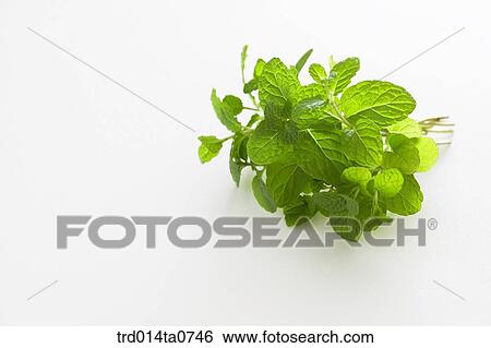 herb, plant, leaf View Large Photo Image Stock Photograph - herb, plant, leaf. Fotosearch