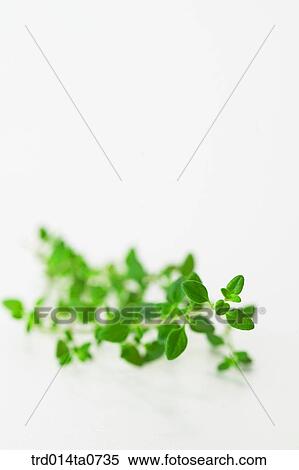 herb, plant, leaf View Large Photo Image Stock Photography - herb, plant, leaf. Fotosearch