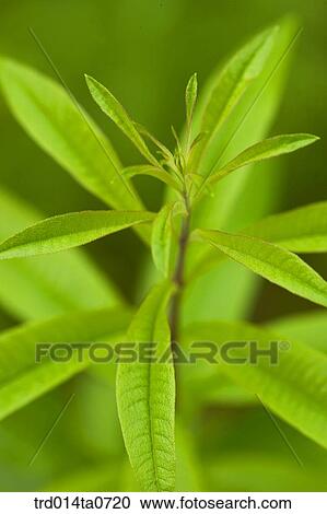 herb, plant, lemon verbena View Large Photo Image Stock Image - herb, plant, lemon verbena. Fotosearch