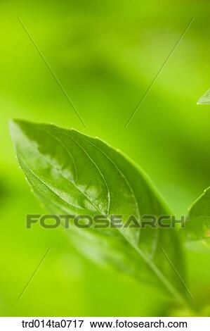 herb, plant View Large Photo Image Stock Photo - herb, plant. Fotosearch