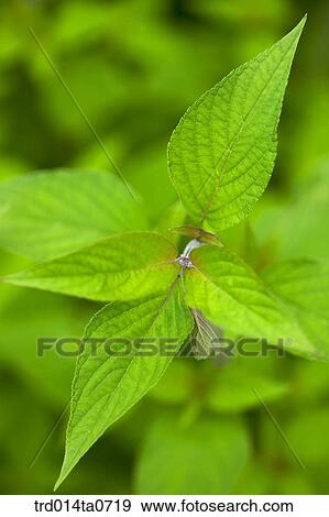herb, plant View Large Photo Image Stock Photo - herb, plant. Fotosearch