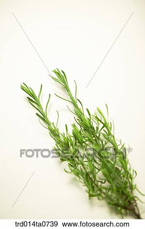 herb, plant View Large Photo Image Stock Photo - herb, plant. Fotosearch