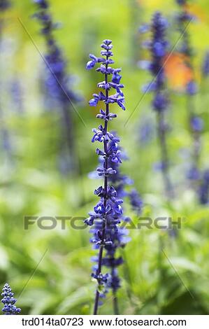 Stock Image - lavender, lavenderflower, flower, herb. Fotosearch