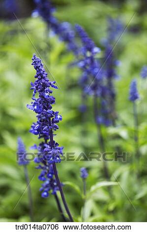 lavender, lavenderflower, flower, herb View Large Photo Image Stock Photograph - lavender, lavenderflower, flower, herb. Fotosearch