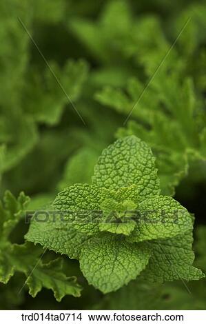 mint, herb, leaf, flower, applemint View Large Photo Image Picture - mint, herb, leaf, flower, applemint. Fotosearch