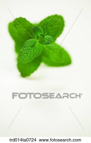 mint, herb, leaf, flower, applemint View Large Photo Image Picture - mint, herb, leaf, flower, applemint. Fotosearch
