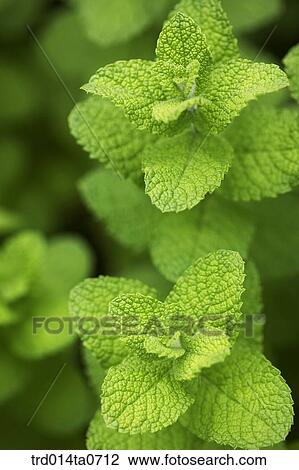 mint, herb, leaf, flower, applemint View Large Photo Image Stock Image - mint, herb, leaf, flower, applemint. Fotosearch