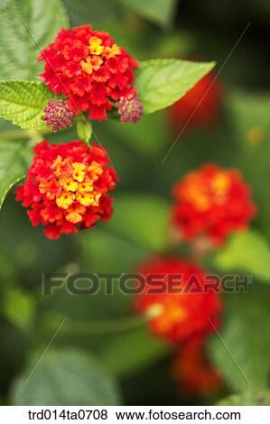 mint, herb, leaf, flower, applemint View Large Photo Image Stock Photo - mint, herb, leaf, flower, applemint. Fotosearch