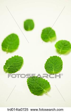 mint, herb, leaf, flower, applemint View Large Photo Image Stock Photography - mint, herb, leaf, flower, applemint. Fotosearch
