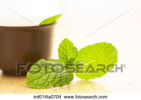 mint, herb, leaf View Large Photo Image Picture - mint, herb, leaf. Fotosearch