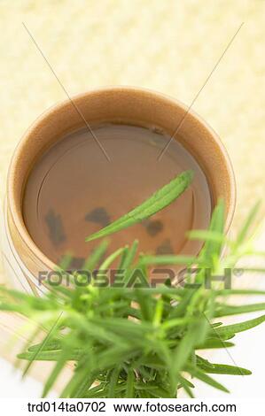 rosemary, herb, herbtea, herbtea, cup View Large Photo Image Stock Image - rosemary, herb, herbtea, herbtea, cup. Fotosearch