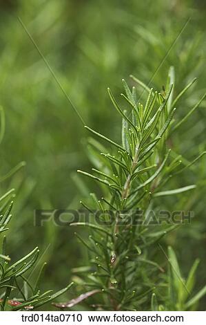 rosemary, herb View Large Photo Image Stock Image - rosemary, herb. Fotosearch