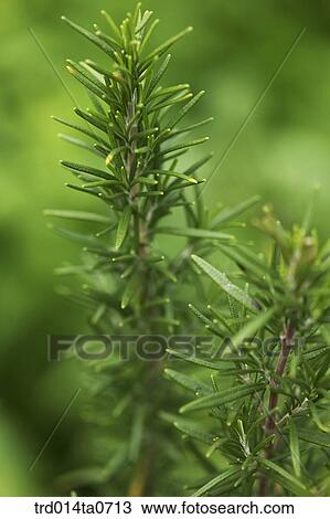 rosemary, herb View Large Photo Image Stock Image - rosemary, herb. Fotosearch