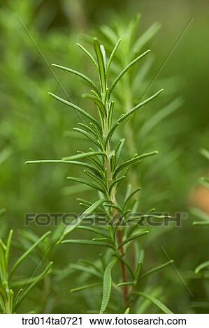 Stock Image - rosemary, herb. Fotosearch