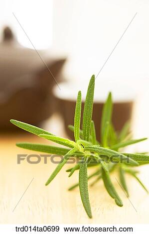 Stock Photo - rosemary, herb. Fotosearch