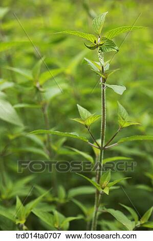 Stock Photo - rosemary, herb. Fotosearch