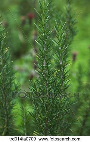 rosemary, herb View Large Photo Image Stock Photo - rosemary, herb. Fotosearch