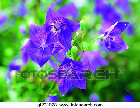 balloonflower, outdoor, exterior, flower, day, daytime, daylight View Large Photo Image Stock Photo - balloonflower, outdoor, exterior, flower, day, daytime, daylight. Fotosearch