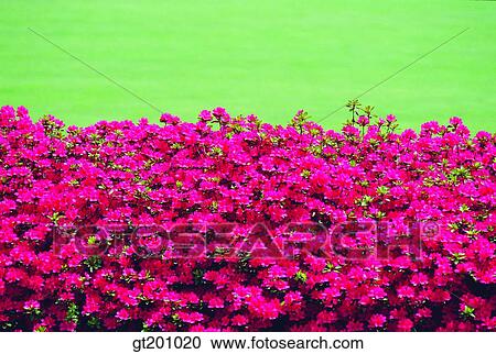 garden, flower farm, flower garden, gardening, farm, plantation, park View Large Photo Image Stock Image - garden, flower farm, flower garden, gardening, farm, plantation, park. Fotosearch