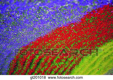 garden, flower farm, flower garden, gardening, farm, plantation, park View Large Photo Image Stock Photo - garden, flower farm, flower garden, gardening, farm, plantation, park. Fotosearch