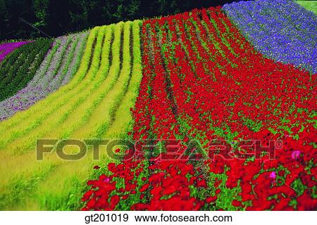 garden, flower farm, flower garden, gardening, farm, plantation, park View Large Photo Image Stock Photo - garden, flower farm, flower garden, gardening, farm, plantation, park. Fotosearch
