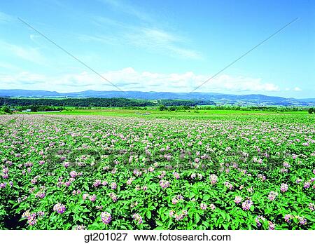 garden, flower farm, flower garden, gardening, farm, plantation, park View Large Photo Image Stock Photo - garden, flower farm, flower garden, gardening, farm, plantation, park. Fotosearch