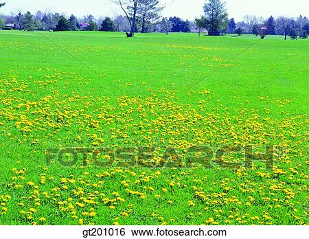 garden, flower farm, flower garden, gardening, farm, plantation, park View Large Photo Image Stock Photograph - garden, flower farm, flower garden, gardening, farm, plantation, park. Fotosearch
