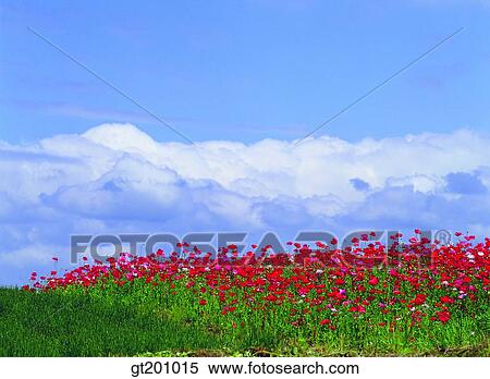 garden, flower farm, flower garden, gardening, farm, plantation, park View Large Photo Image Stock Photography - garden, flower farm, flower garden, gardening, farm, plantation, park. Fotosearch