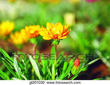 gazania, Gazania, outdoor, exterior, flower, day, daytime View Large Photo Image Stock Image - gazania, Gazania, outdoor, exterior, flower, day, daytime. Fotosearch
