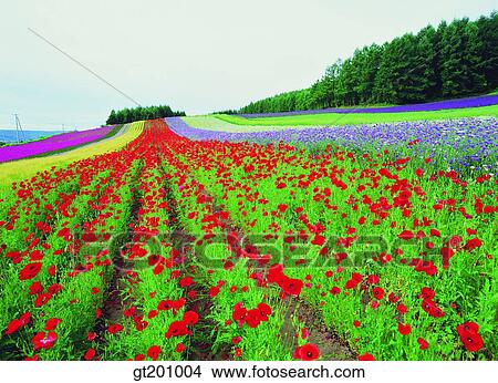Picture - outdoor, exterior, flower, day, daytime, daylight, garden. Fotosearch