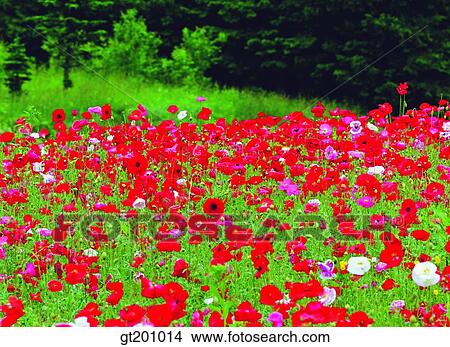 outdoor, exterior, flower, day, daytime, daylight, garden View Large Photo Image Picture - outdoor, exterior, flower, day, daytime, daylight, garden. Fotosearch