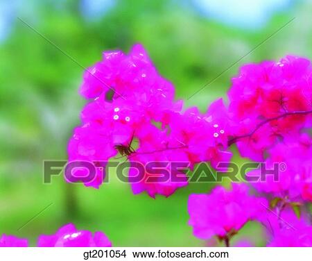 outdoor, exterior, flower, day, daytime, daylight, royal azalea View Large Photo Image Picture - outdoor, exterior, flower, day, daytime, daylight, royal azalea. Fotosearch