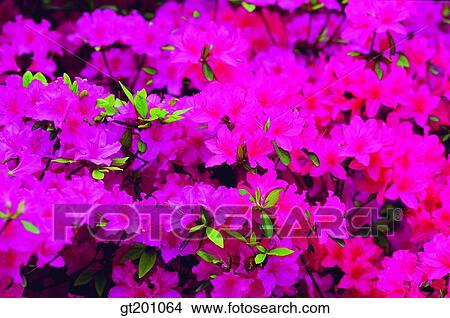 outdoor, exterior, flower, day, daytime, daylight, royal azalea View Large Photo Image Picture - outdoor, exterior, flower, day, daytime, daylight, royal azalea. Fotosearch