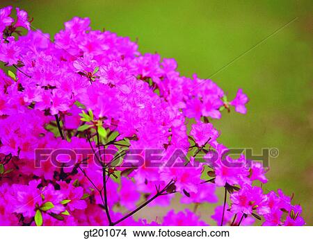 outdoor, exterior, flower, day, daytime, daylight, royal azalea View Large Photo Image Picture - outdoor, exterior, flower, day, daytime, daylight, royal azalea. Fotosearch