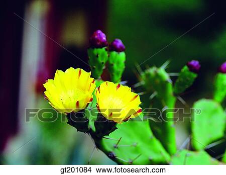 outdoor, exterior, flower, day, daytime, daylight, cactus View Large Photo Image Picture - outdoor, exterior, flower, day, daytime, daylight, cactus. Fotosearch