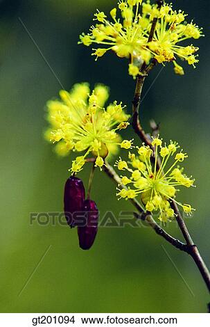 Picture - outdoor, exterior, flower, day, daytime, daylight, closeup. Fotosearch