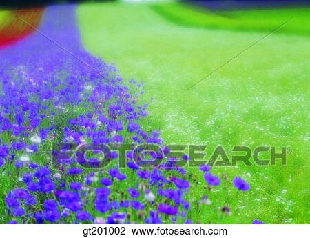 outdoor, exterior, flower, day, daytime, daylight, garden View Large Photo Image Stock Image - outdoor, exterior, flower, day, daytime, daylight, garden. Fotosearch
