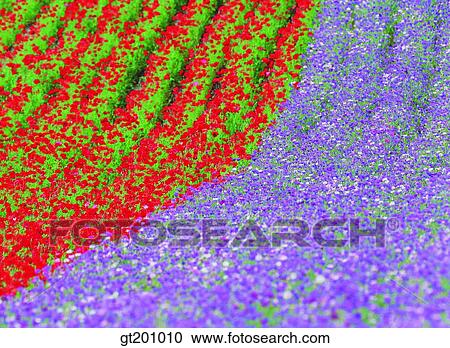 outdoor, exterior, flower, day, daytime, daylight, garden View Large Photo Image Stock Image - outdoor, exterior, flower, day, daytime, daylight, garden. Fotosearch