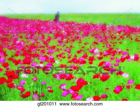 outdoor, exterior, flower, day, daytime, daylight, garden View Large Photo Image Stock Image - outdoor, exterior, flower, day, daytime, daylight, garden. Fotosearch