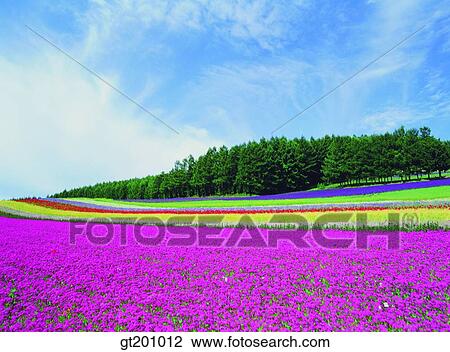 Stock Image - outdoor, exterior, flower, day, daytime, daylight, garden. Fotosearch