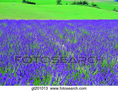 outdoor, exterior, flower, day, daytime, daylight, garden View Large Photo Image Stock Image - outdoor, exterior, flower, day, daytime, daylight, garden. Fotosearch