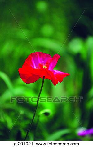 outdoor, exterior, flower, day, daytime, daylight, poppy View Large Photo Image Stock Image - outdoor, exterior, flower, day, daytime, daylight, poppy. Fotosearch