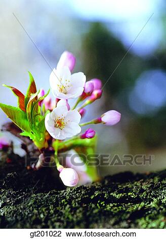 outdoor, exterior, flower, day, daytime, daylight, cherry blossom View Large Photo Image Stock Image - outdoor, exterior, flower, day, daytime, daylight, cherry blossom. Fotosearch
