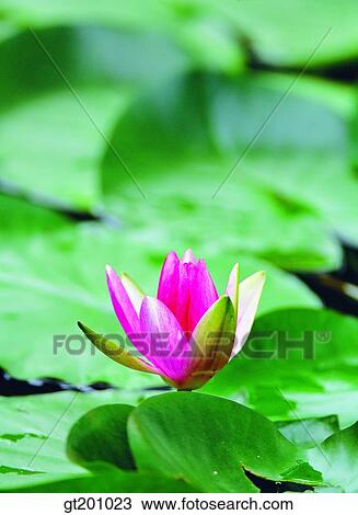 outdoor, exterior, flower, day, daytime, daylight, pond View Large Photo Image Stock Image - outdoor, exterior, flower, day, daytime, daylight, pond. Fotosearch