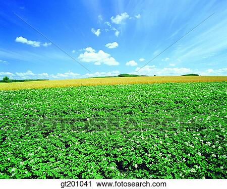 outdoor, exterior, flower, day, daytime, daylight, garden View Large Photo Image Stock Image - outdoor, exterior, flower, day, daytime, daylight, garden. Fotosearch