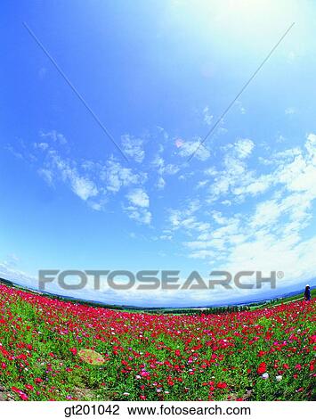 outdoor, exterior, flower, day, daytime, daylight, garden View Large Photo Image Stock Image - outdoor, exterior, flower, day, daytime, daylight, garden. Fotosearch