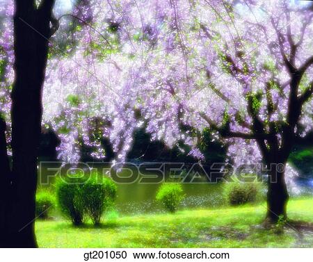 outdoor, exterior, flower, day, daytime, daylight, cherry tree View Large Photo Image Stock Image - outdoor, exterior, flower, day, daytime, daylight, cherry tree. Fotosearch