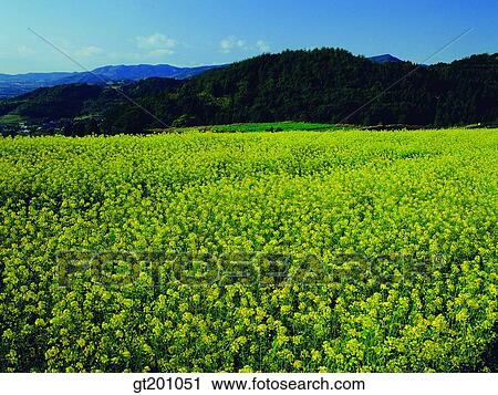 Stock Image - outdoor, exterior, flower, day, daytime, daylight, rapegarden. Fotosearch