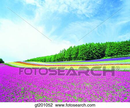 outdoor, exterior, flower, day, daytime, daylight, garden View Large Photo Image Stock Image - outdoor, exterior, flower, day, daytime, daylight, garden. Fotosearch